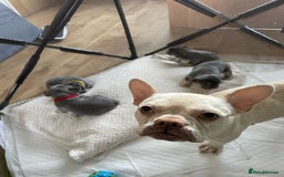 French Bulldog dogs for sale: French bulldogs - Image 9