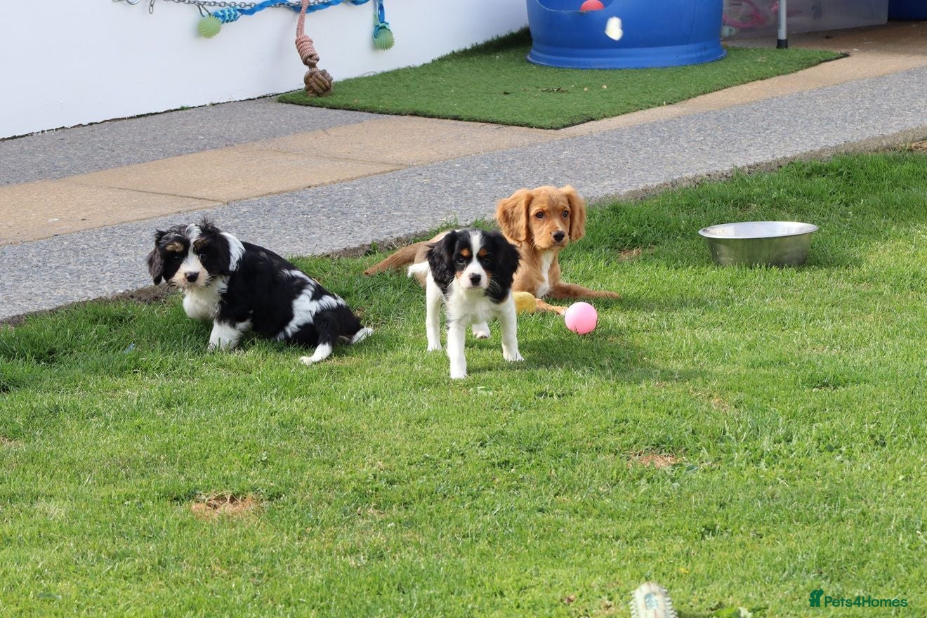 Cockapoo dogs Cockerlierpoo puppies for sale - Advert 2