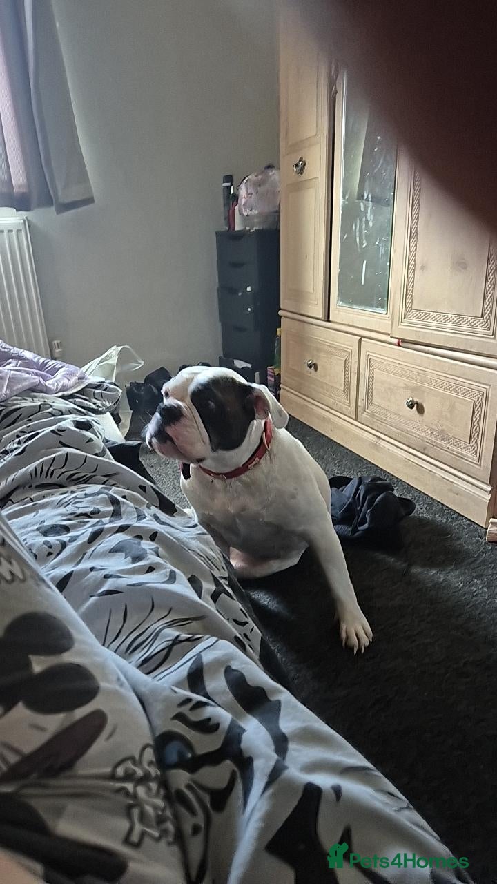 Olde English Bulldogge dogs Old English bulldog  - Advert 1
