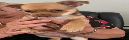 Chihuahua dogs for sale: Chihuahua boy - Advert 3