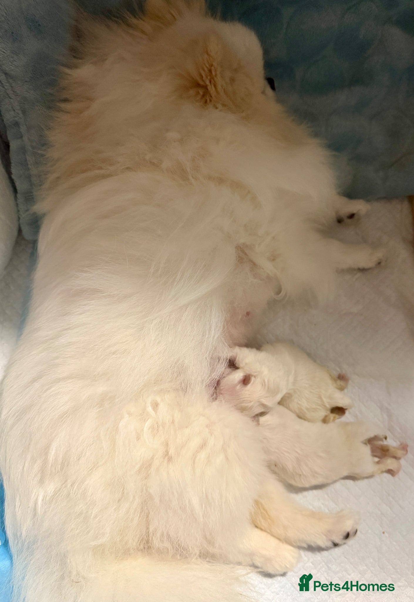Pomeranian dogs *Stunning KC pure white boy from KC parents* - Advert 2