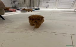 Poochon dogs for sale: Poochon puppies  - Image 7