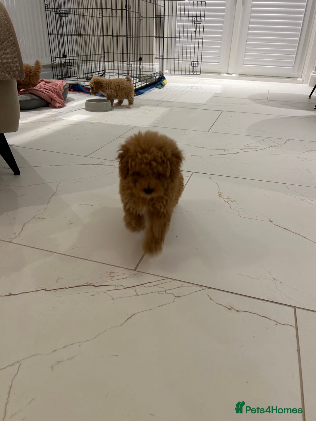 Poochon dogs for sale: Poochon puppies  - Image 7
