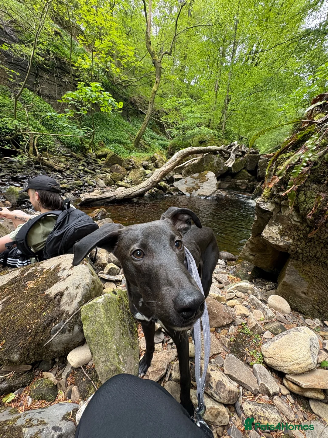 Lurcher dogs for sale: One year old Lurcher  - Advert 2