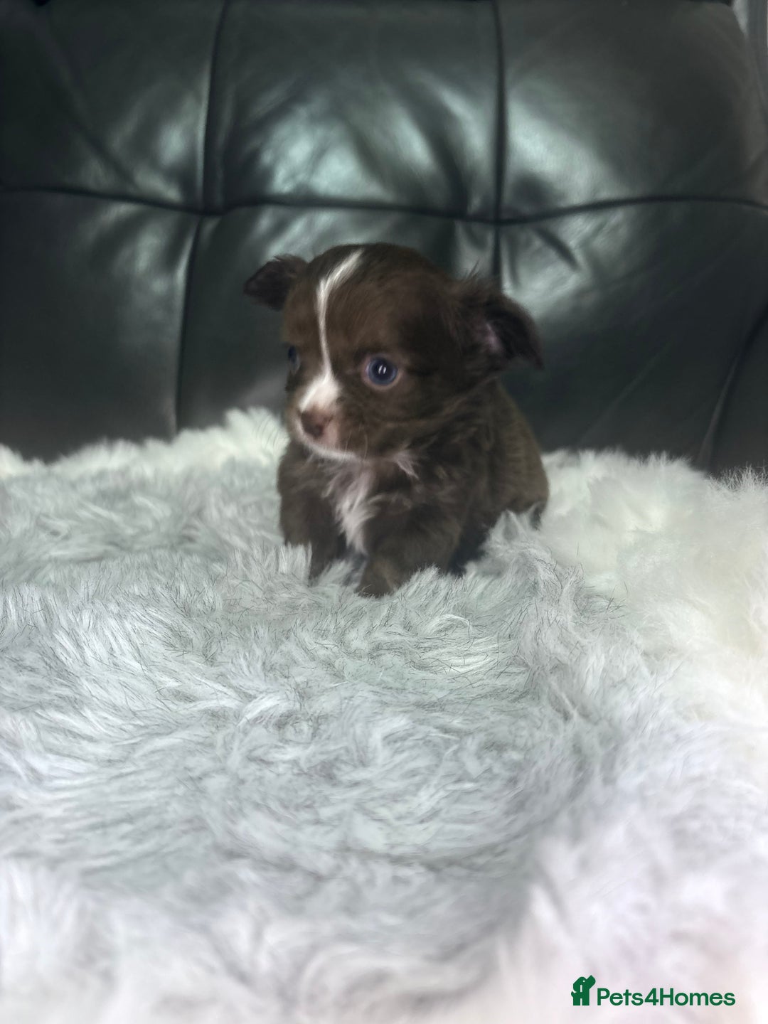 Chihuahua dogs for sale: Stunning tiny Chihuahua puppy’s male female  - Advert 29