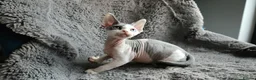 Devon Rex cats for sale: Odd eye Devon Rex boy available - Advert 6