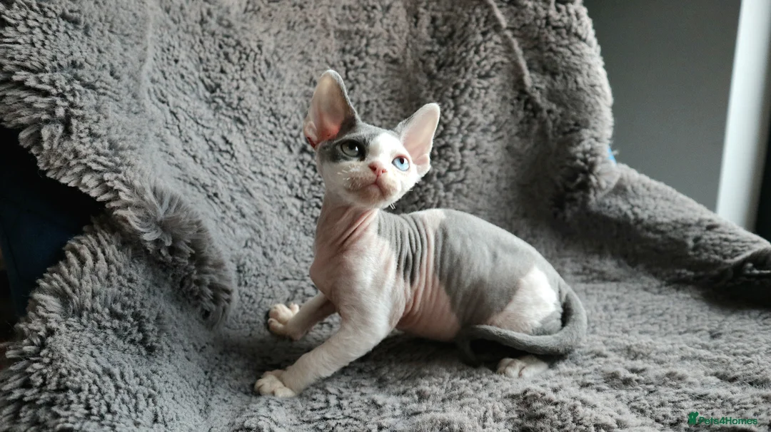 Devon Rex cats for sale: Odd eye Devon Rex boy available - Advert 6