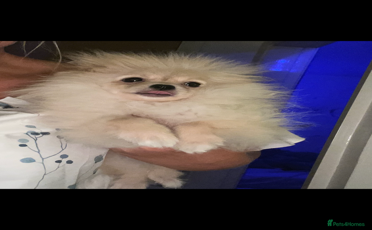 Pomeranian dogs - Advert 1