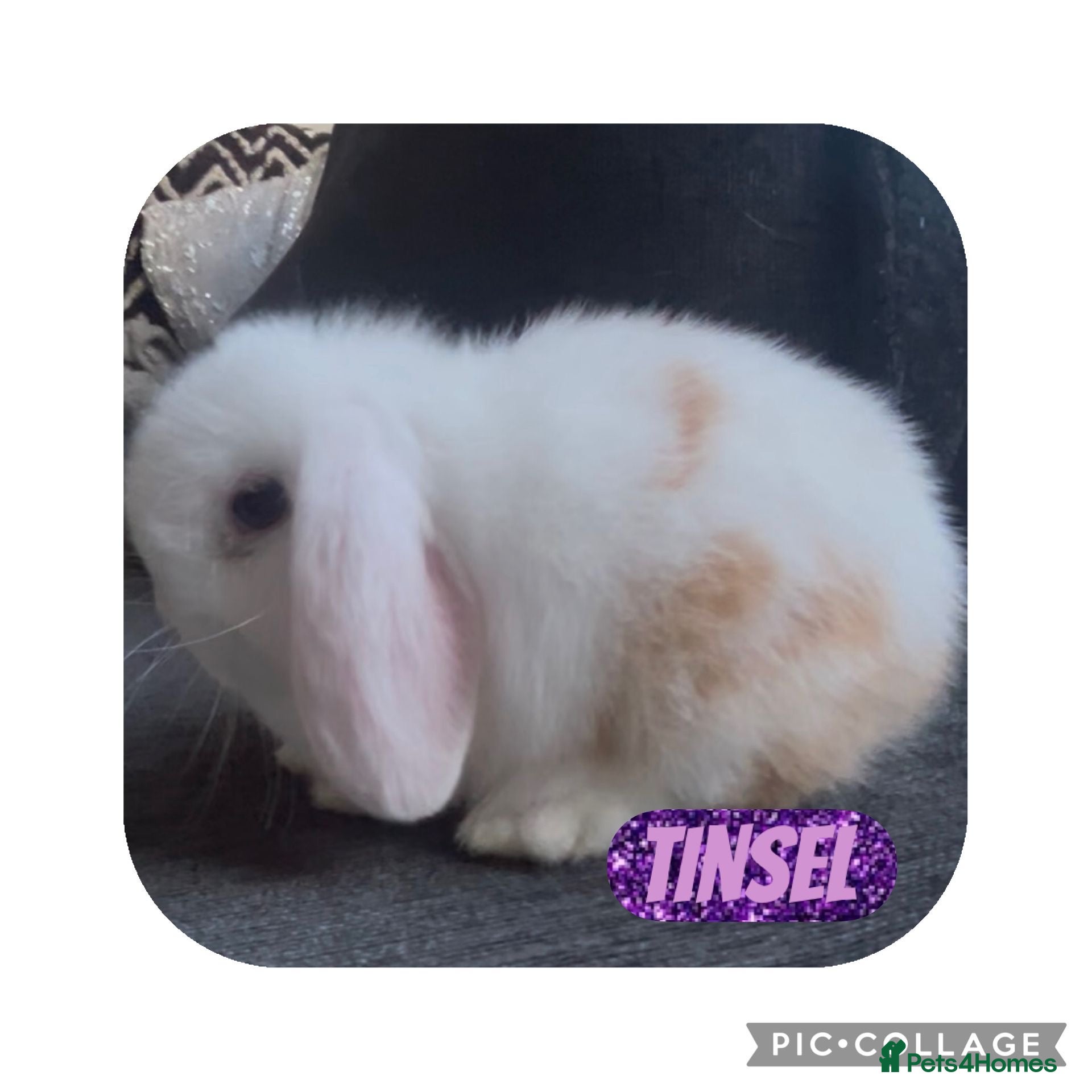 Mini Lop rabbits Beautiful mini lop baby rabbits  - Advert 3