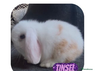 Mini Lop rabbits Beautiful mini lop baby rabbits - Advert 7