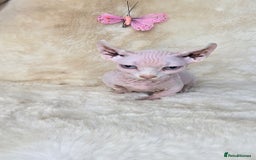 Dwelf cats for sale: Dwelf Sphynx girl bominant odd eyes  - Image 8