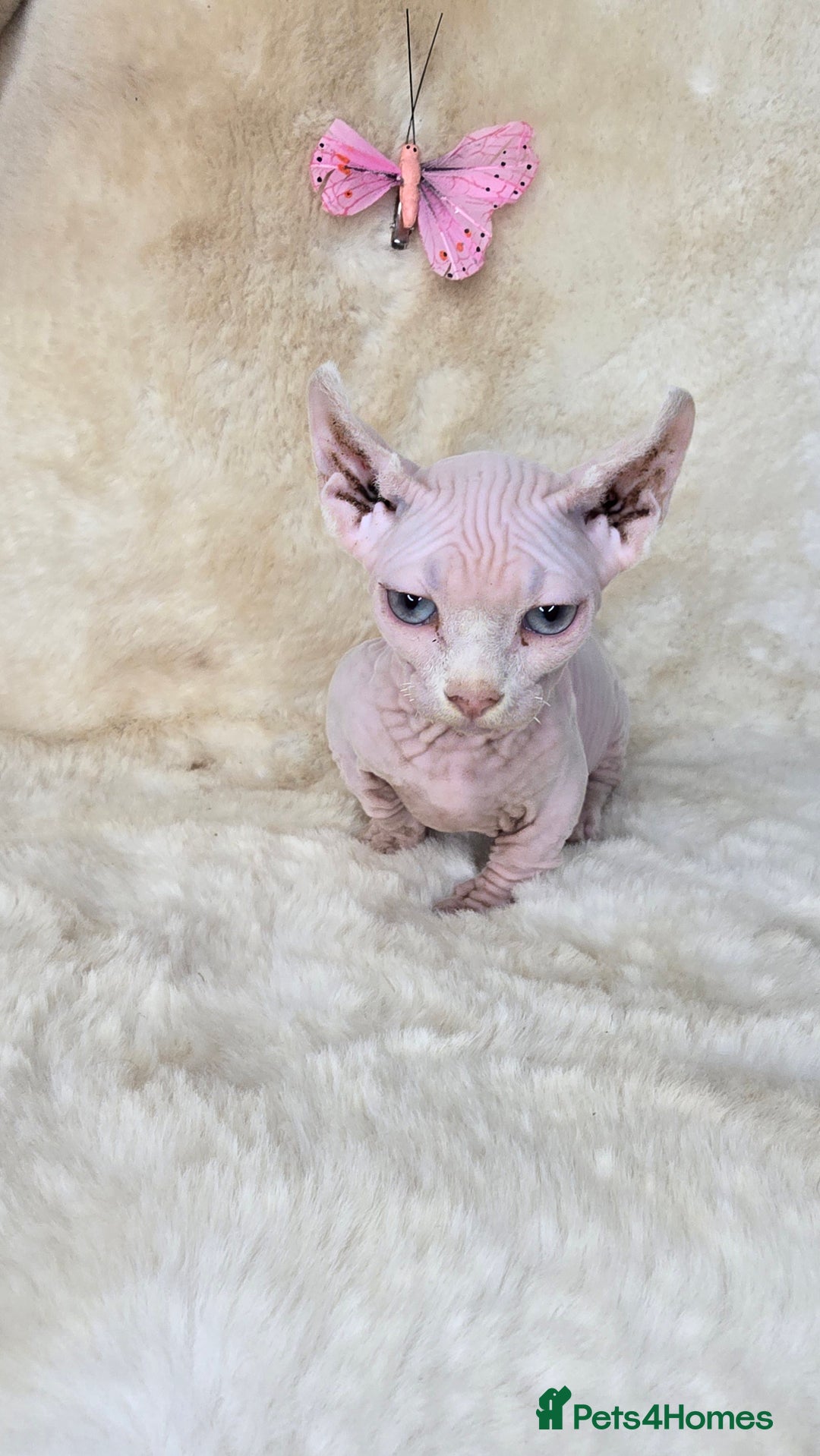 Dwelf cats for sale: Dwelf Sphynx girl bominant odd eyes  - Image 8