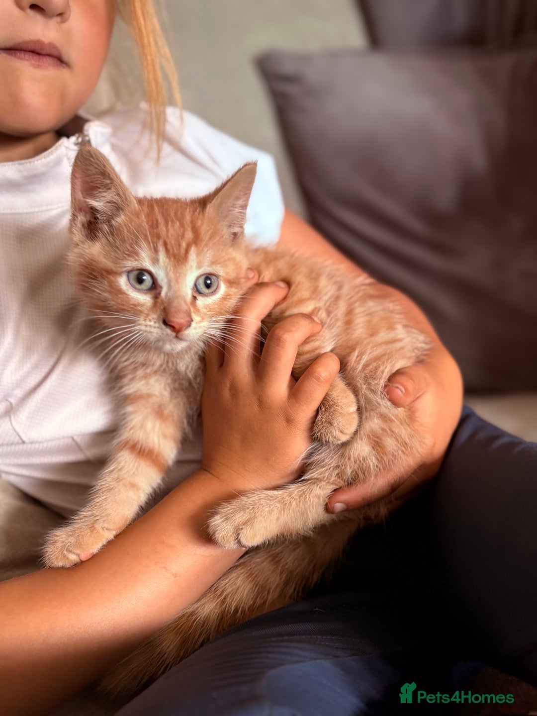 British Shorthair cats for sale: Beautiful kittens full of fun - Image 2
