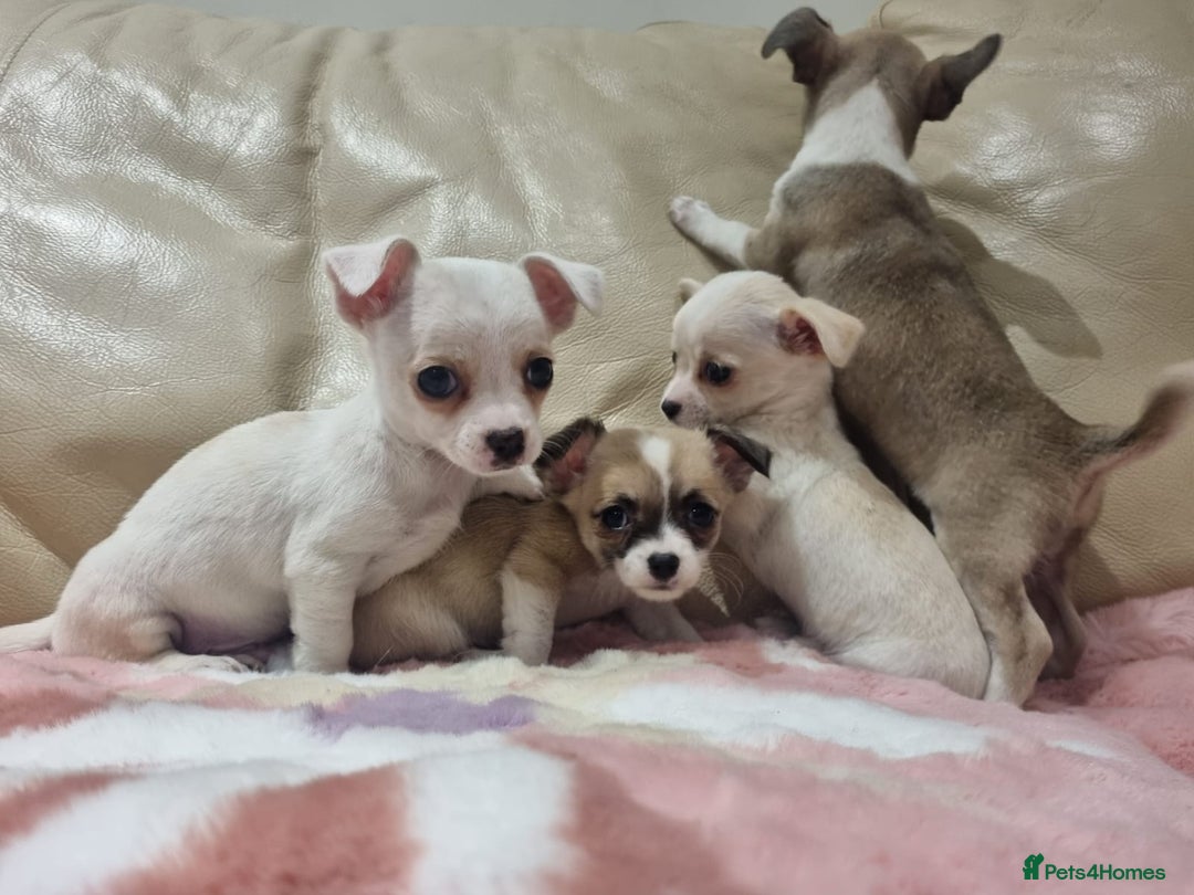 Chihuahua dogs for sale: Chihuahua puppies for sale  - Image 3