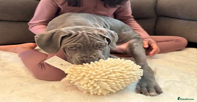 Mixed Breed dogs Last mastiff pups available  - Advert 6