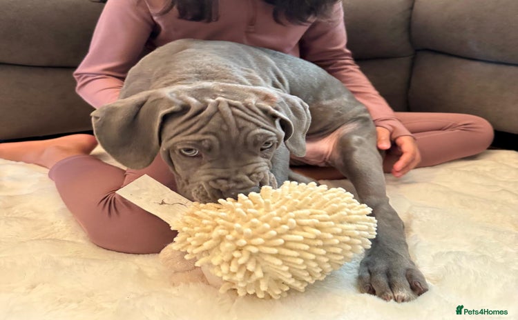 Mixed Breed dogs Last mastiff pups available  - Advert 2