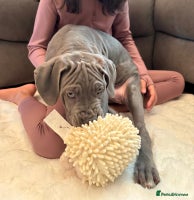 Mixed Breed dogs Last mastiff pups available - Advert 6