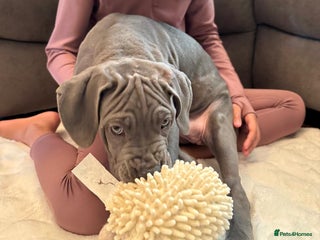 Mixed Breed dogs Last mastiff pups available - Advert 13