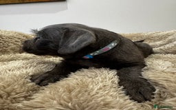 Mixed Breed dogs for sale: French bulldog x cockapoo - Image 1