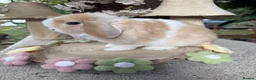 Mini Lop rabbits for sale: Hobby breeder of mini lops bunnies  - Advert 9