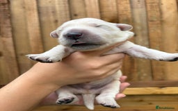 Golden Retriever dogs for sale: Beautiful KC registered golden retrievers - Image 1