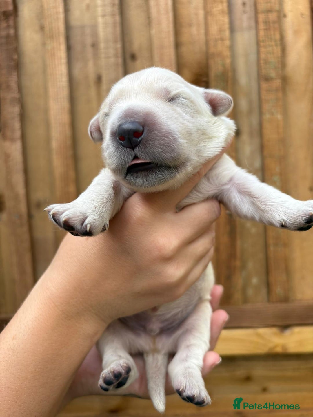 Golden Retriever dogs for sale: Beautiful KC registered golden retrievers - Image 1