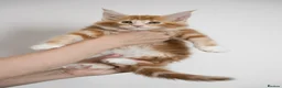 Maine Coon cats for sale: 5 Beautiful Russian Import Kittens TICA - Advert 26