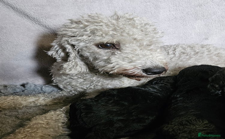Mixed Breed dogs - Advert 1