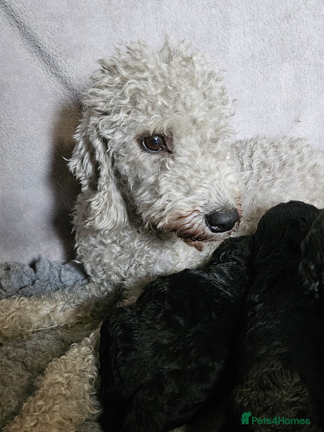 Mixed Breed dogs for sale: Bedlington x Poodle Puppies - Image 1
