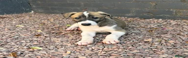 Lurcher 1