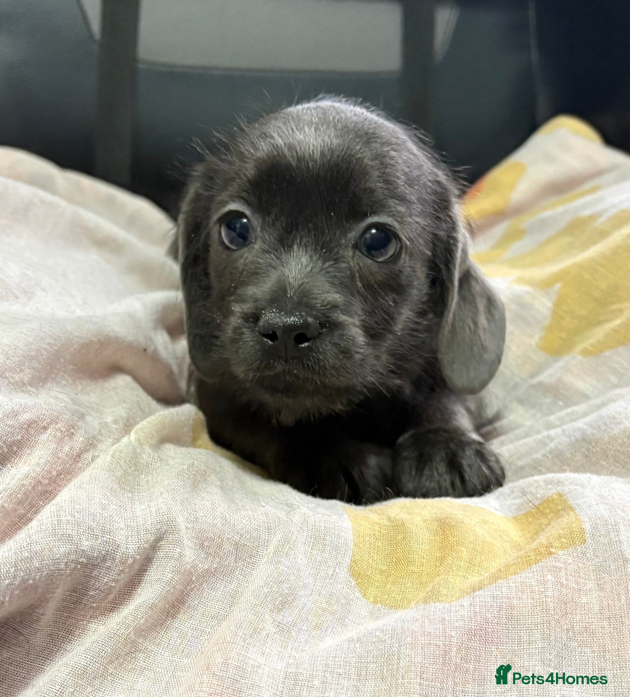 Mixed Breed dogs 1 left LOVELY LITTER OF SCHWEENIES READY NOW  - Advert 3