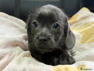 Mixed Breed dogs 1 left LOVELY LITTER OF SCHWEENIES READY NOW - Advert 3