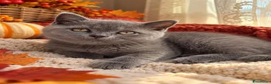 British Shorthair 7