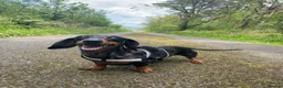 Dachshund dogs for sale: Female Dachshund Puppy  in Bridgend - Advert 8