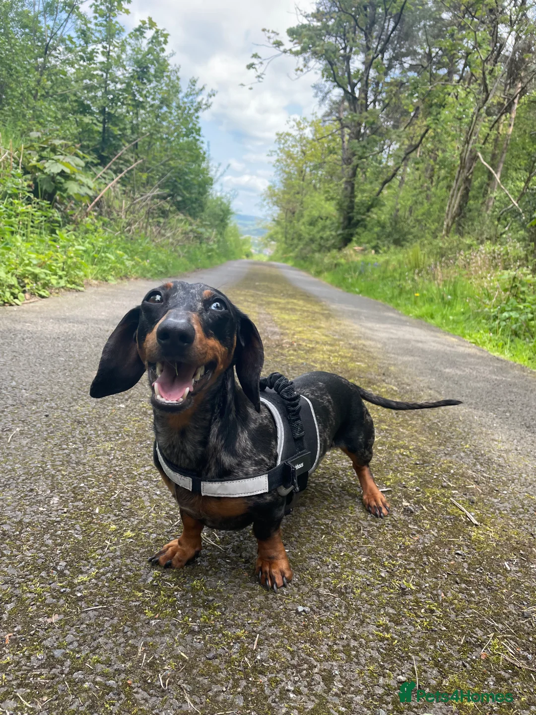 Dachshund dogs for sale: Female Dachshund Puppy  in Bridgend - Advert 8