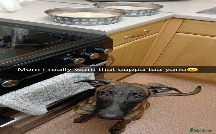 Mixed Breed dogs - Advert 1
