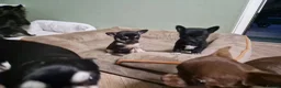 Chihuahua dogs for sale: Black and tan Chihuahua girl puppy - Advert 5