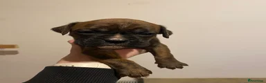 Boxer Puppy 8