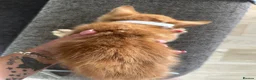 Mixed Breed cats for sale: Mixed breed ginger boys - Advert 7