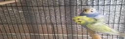 Budgerigars birds for sale: Beautiful pair of helicopter budgies  - Advert 2