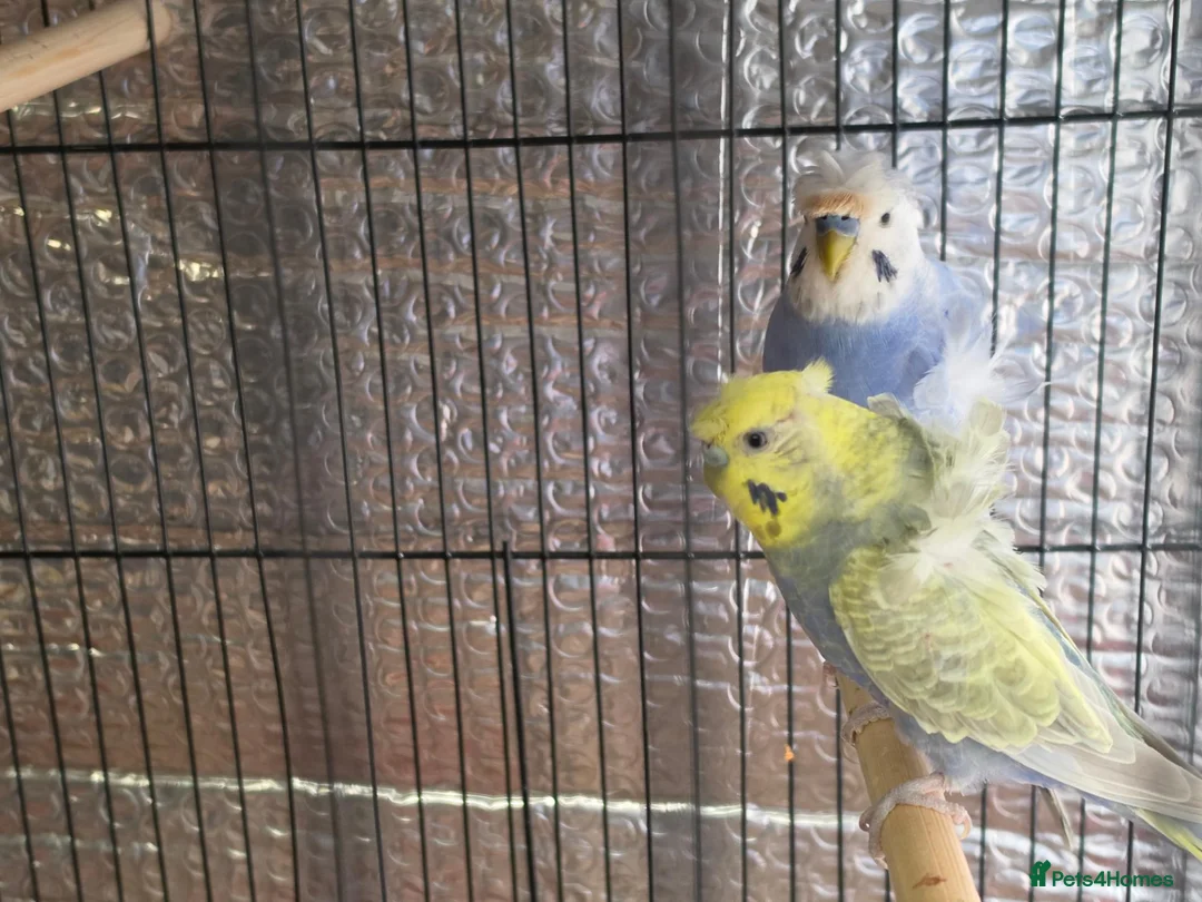 Budgerigars birds for sale: Beautiful pair of helicopter budgies  - Advert 2