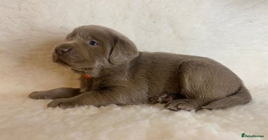 Labrador Retriever dogs - Advert 6
