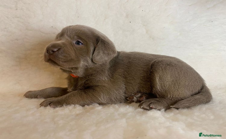 Labrador Retriever dogs - Advert 16