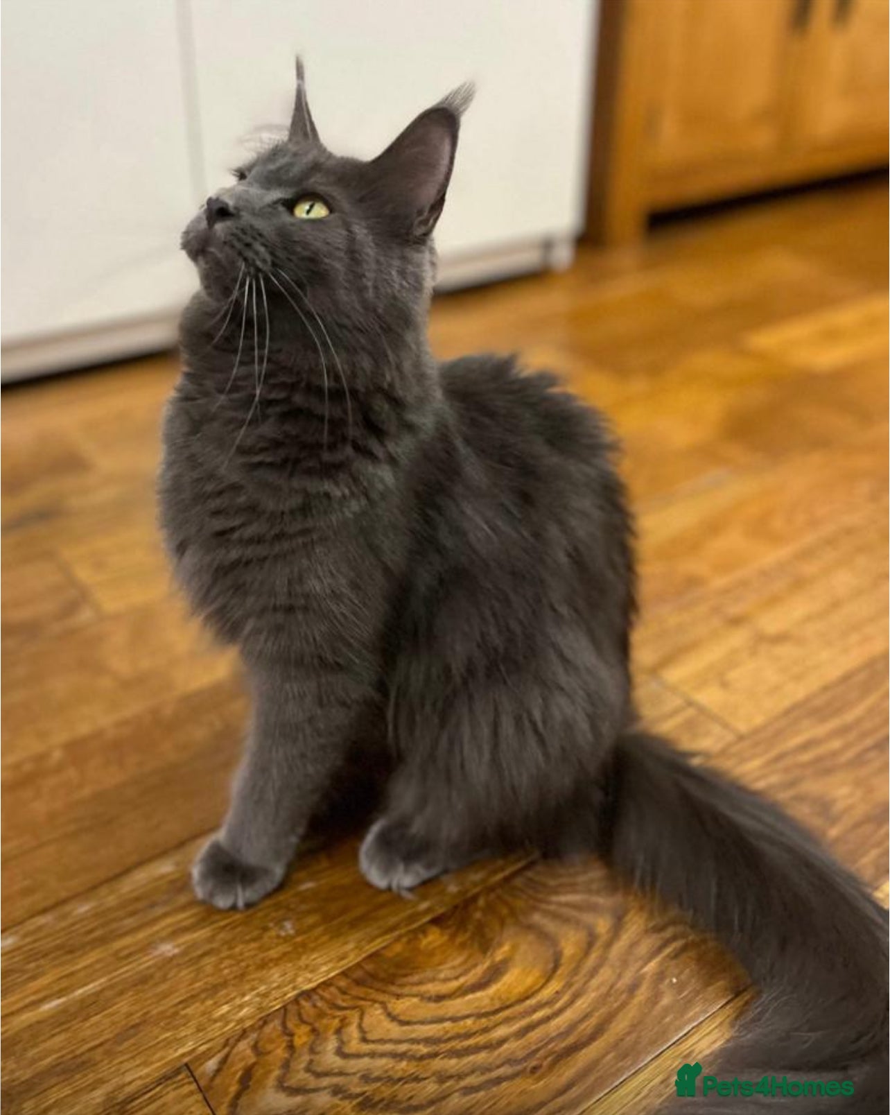 Maine Coon cats Maine coon kittens - Advert 2