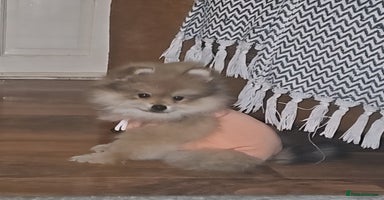 Pomeranian dogs - Advert 8