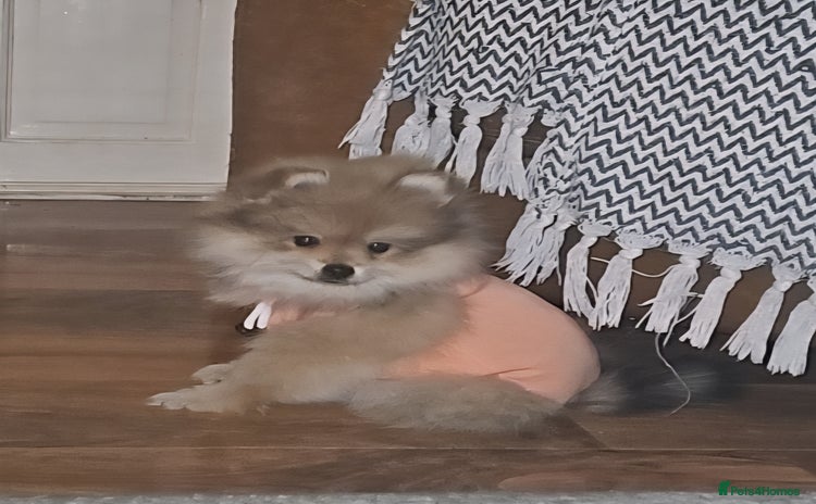 Pomeranian dogs - Advert 15