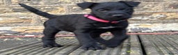Patterdale Terrier dogs for sale: Patterdale terrier pups - Advert 2