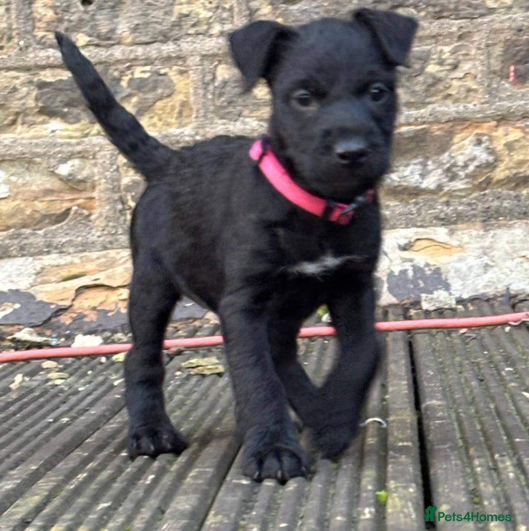 Patterdale Terrier dogs for sale: Patterdale terrier pups - Advert 2