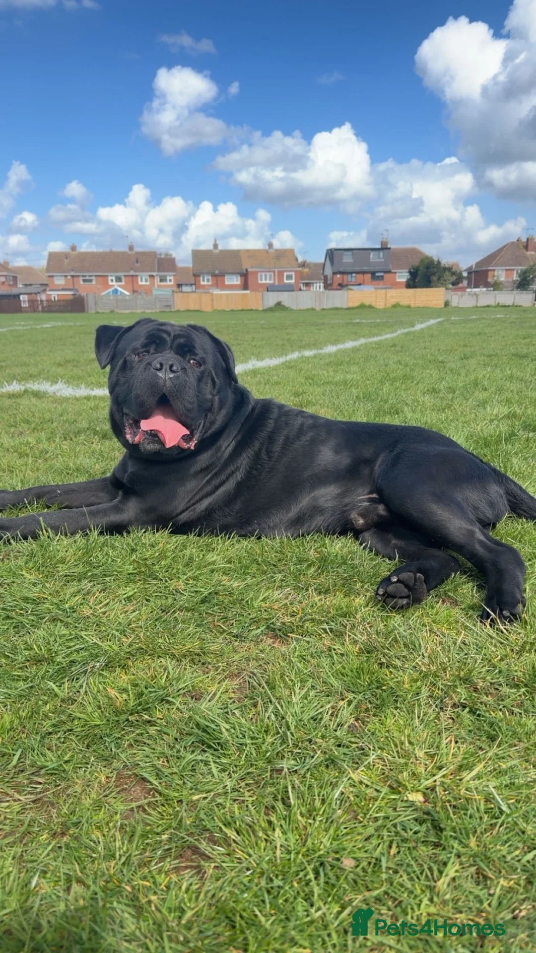 Mixed Breed dogs for sale: 5 year old male dog  in Nuneaton - Advert 2