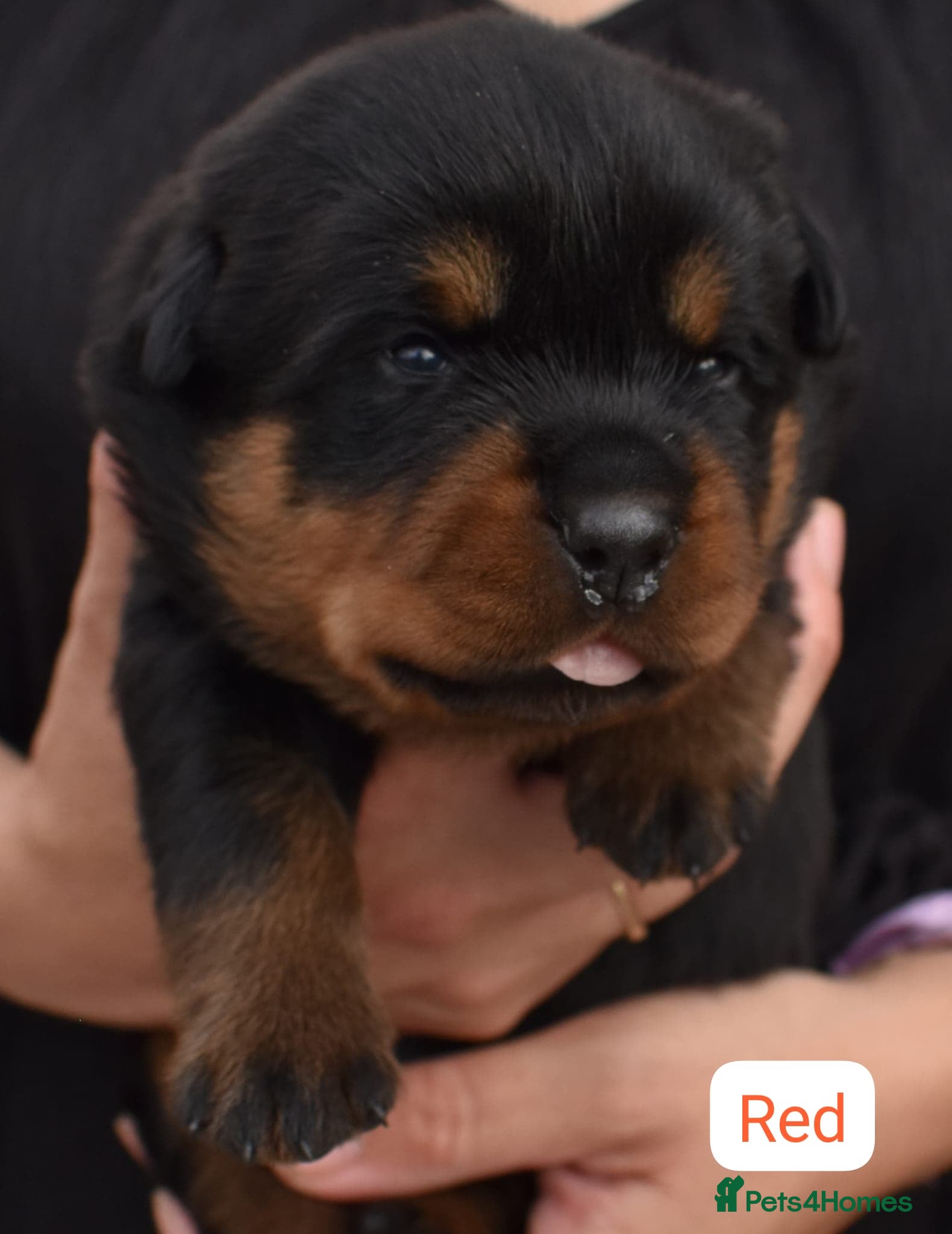 Rottweiler dogs KC registered Health Tested Puppies  - Advert 1